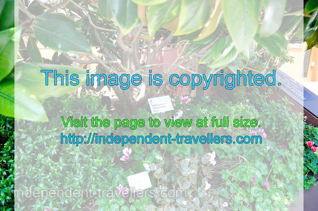 Label of Magnolia grandiflora “Southern Magnolia”