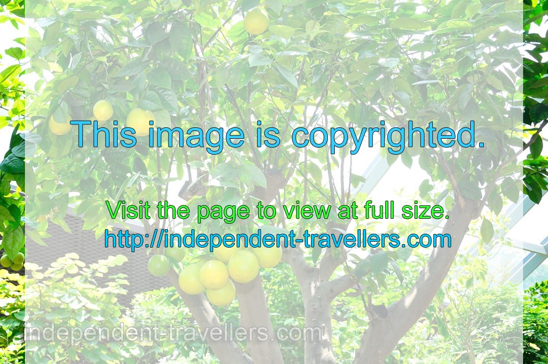 Citrus tree with round yellow fruits