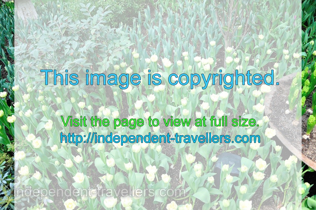 Light yellow tulips