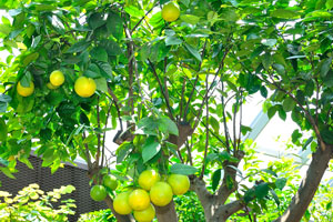 Citrus tree with round yellow fruits