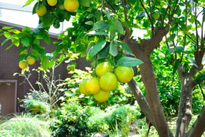 Citrus tree in the Californian Garden