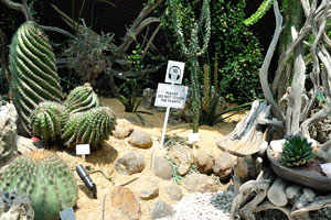 Ferocactus pottsii and other cacti
