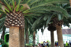 Phoenix canariensis “Canary Island Date Palm” is presented by several trees