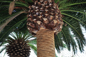 Label of Phoenix canariensis “Canary Island Date Palm”