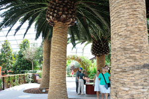 Tourists are under the Phoenix canariensis trees
