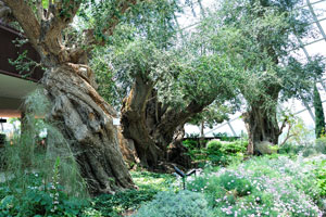 Awesome ancient olive trees in the Olive Grove