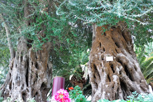 Olea europaea “Olive” trees