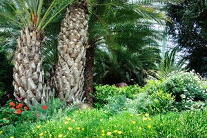 Palm trees of the Mediterranean Garden