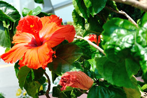 Red flower of hibiscus