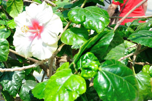 White flower of hibiscus