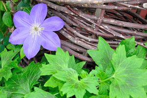 Blue flower of clematis