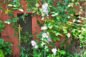 Flowers beside the wall