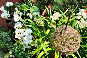 White orchid flowers, phalaenopsis sp.