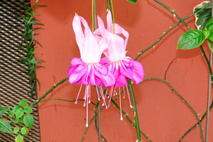Pink flowers of fuchsia