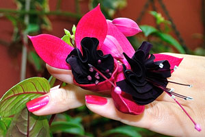 Black flowers of fuchsia