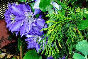 Wonderful blue-colored clematis flowers