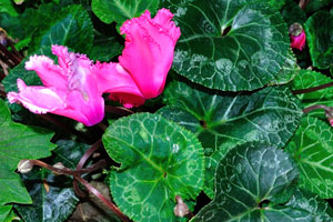 Cyclamen pink flowers