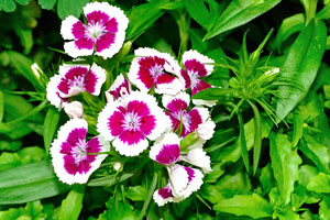 Dianthus barbatus “Sweet William” flowers