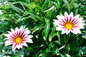 Daisy with bright cherry color striped flowers