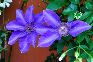 Couple of the clematis flowers