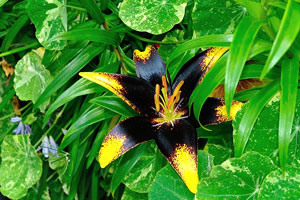 Black lily flower with yellow tips