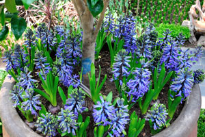 Blue flowers of hyacinth