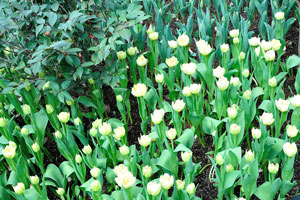 Light yellow tulips