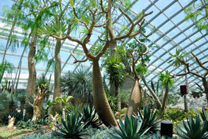 Pachypodiums and agaves