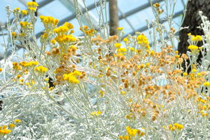 Silver grass with yellow flowers