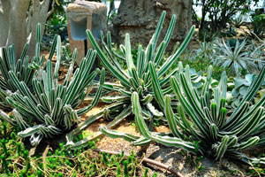Euphorbias with white ribs