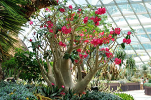 Awesome red adenium