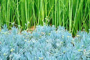 Silver-blue and green succulents have a shape of a grass