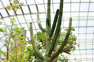 Carnegiea gigantea “Saguaro”