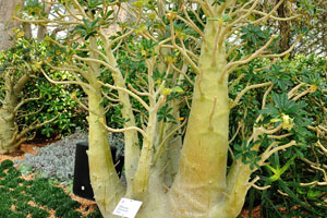 Dorstenia gigas “Socotran Fig Tree”