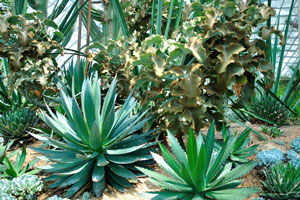 Different species of agaves