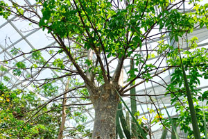 Adansonia madagascariensis, Madagascar's baobab