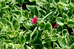 Green succulent grass and small red flowers
