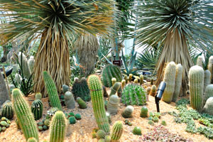 Succulents are water-storing desert plants belonging to families such as Cacti and Euphorbias