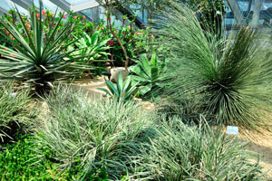 Dasylirion longissimum “Mexican Grass Tree”