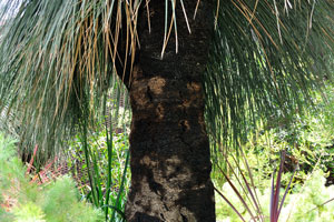 Xanthorrhoea glauca “Grass Tree”