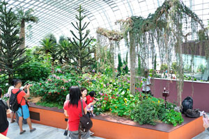 Visitors make the photographs of the plants and flowers
