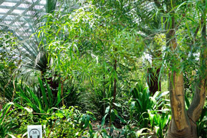 Lush greenery of the Flower Dome