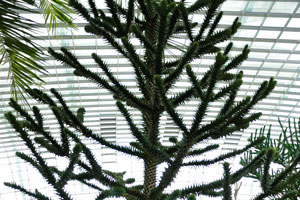 Araucaria araucana “Monkey Puzzle Tree”