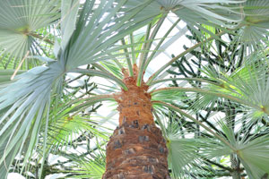 Brahea armata “Mexican Blue Palm”