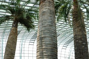 Chilean Wine Palm is known as the “Incredible Hulk” due to its massive girth and height