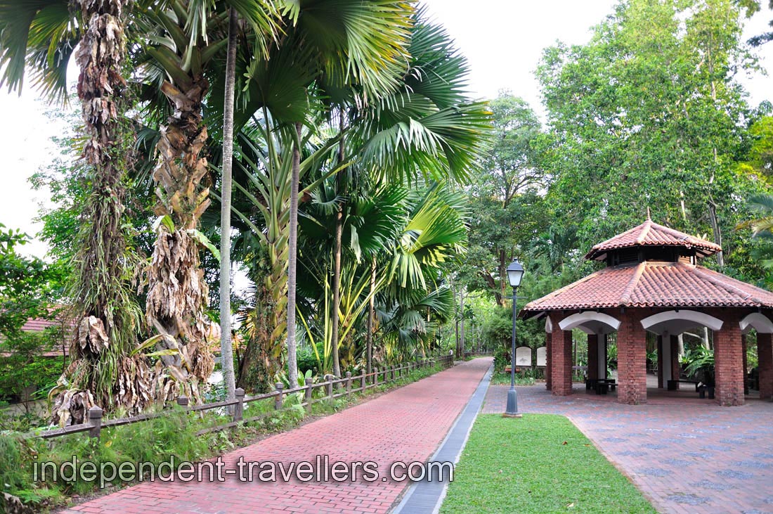 High and exotic palm trees