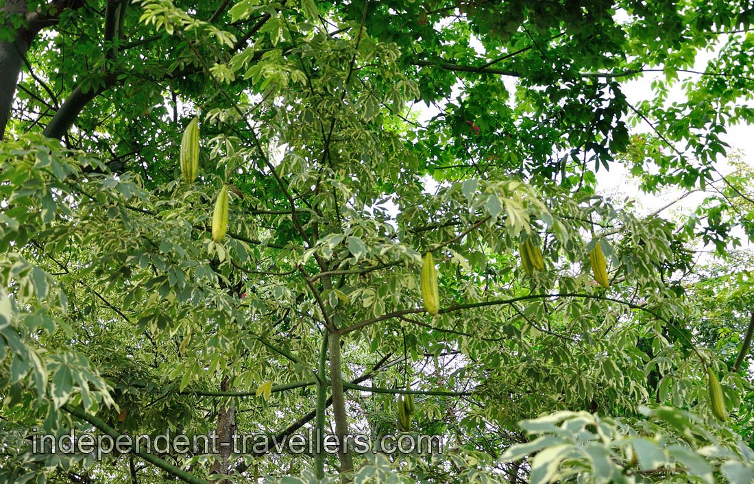 Fruits on the tree &ldquo;Ceiba speciosa&rdquo; have a shape of a cucumbers