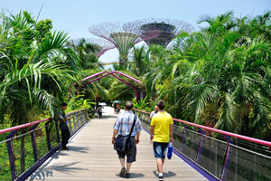 This pedestrian bridge leads to the Supertrees