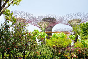 Supertrees are tree-like structures that dominate the surrounding landscape with heights that range between 25 m and 50 m