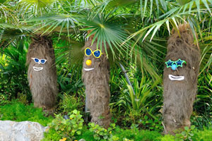 One of the more unusual trees at the Far East Organization Children's Garden is the Old Man Palm (Coccothrinax crinita)